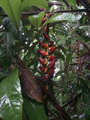 Heliconia pogonantha