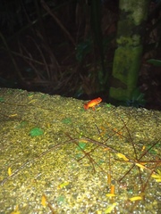 Oophaga pumilio