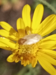 Taylorilygus apicalis