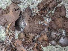 Umbilicaria muhlenbergii