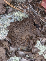 Umbilicaria muhlenbergii