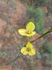 Moraea bellendenii