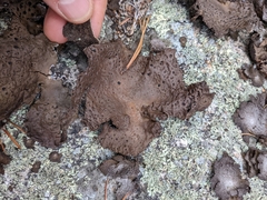 Umbilicaria muhlenbergii