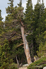 Pinus aristata