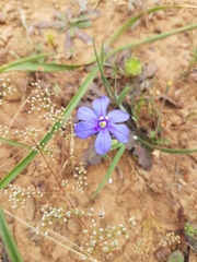 Aristea africana