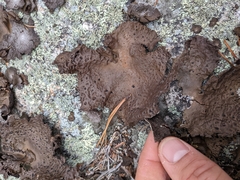 Umbilicaria muhlenbergii