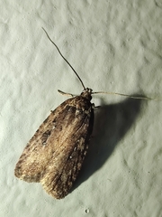 Agonopterix heracliana