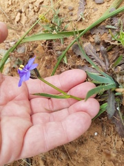Aristea africana