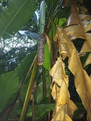 Heliconia mariae image