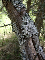 Hypogymnia physodes