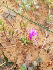 Lampranthus sociorum