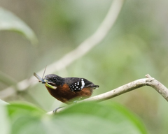 Microrhopias quixensis