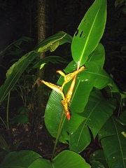 Heliconia irrasa