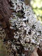 Hypogymnia physodes