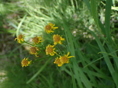 Senecio fremontii