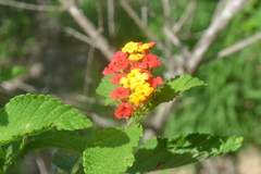 Lantana horrida