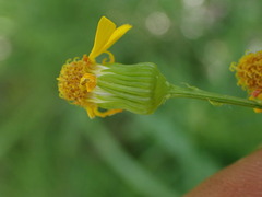 Senecio fremontii