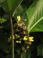 Goeppertia latifolia