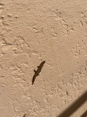 Sphaerodactylus macrolepis
