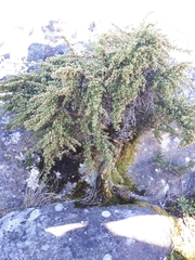 Cliffortia tridentata