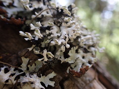 Hypogymnia physodes