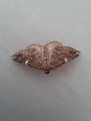 Larentia malvata