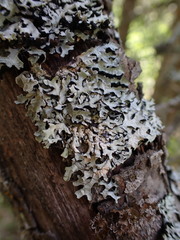 Tremella hypogymniae