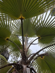 Pritchardia minor