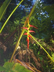 Heliconia pogonantha