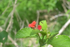 Lantana horrida