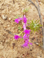 Lampranthus sociorum