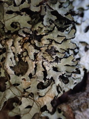 Tremella hypogymniae