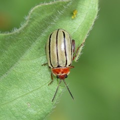 Kuschelina tenuilineata