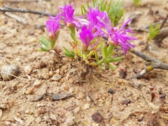 Lampranthus sociorum