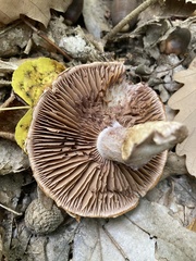 Cortinarius laniger