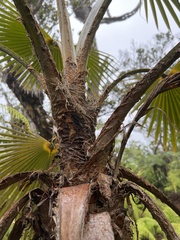 Pritchardia minor