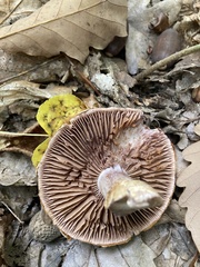 Cortinarius laniger