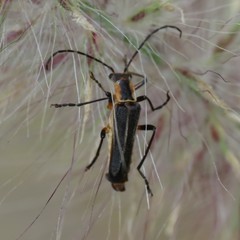 Chauliognathus obscurus