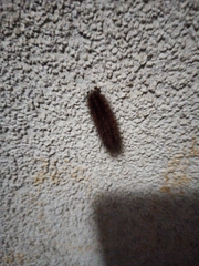 Spilosoma lubricipeda