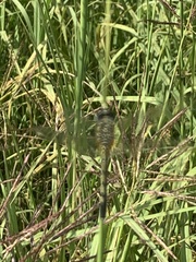 Erythemis simplicicollis