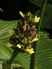 Goeppertia latifolia