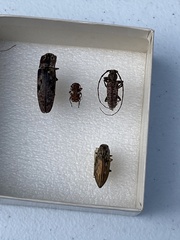 Aegomorphus quadrigibbus