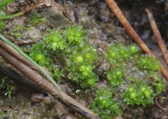 Fossombronia wondraczekii