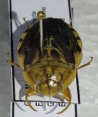 Ambrysus