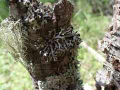 Hypogymnia tubulosa