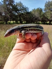 Aspidoscelis costatus