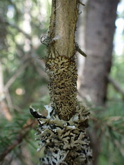 Hypogymnia austerodes