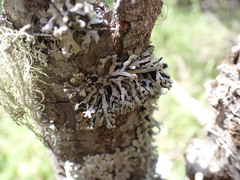 Hypogymnia tubulosa