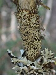 Hypogymnia austerodes