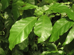 Capparidastrum frondosum